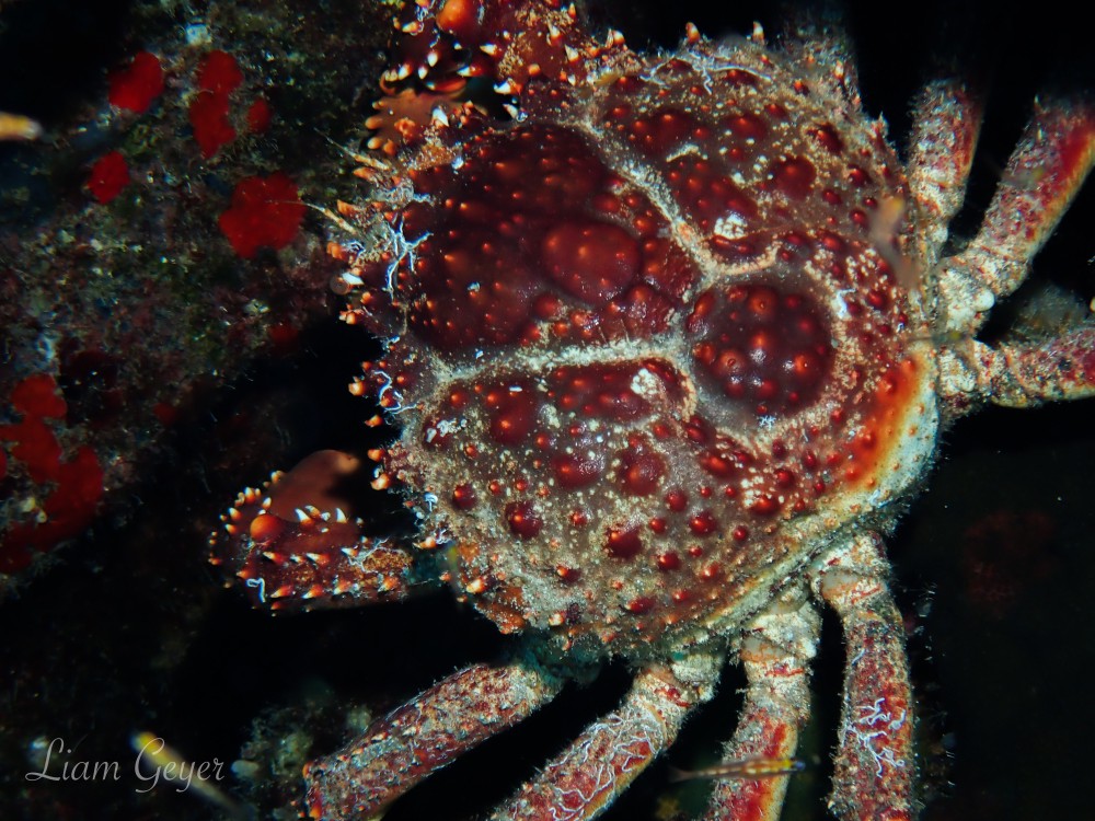 channelClingingCrab