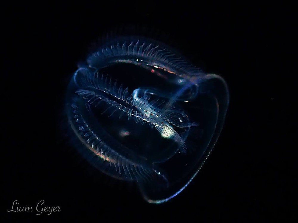 jellyfish1